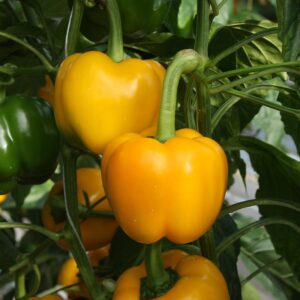 Harilik paprika seemned (Capsicum annuum) De Bolster Elsa F1 - Esmaklassilised maheseemned Hollandist