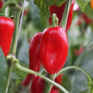 Harilik paprika seemned (Capsicum annuum) De Bolster Arwen - Esmaklassilised maheseemned Hollandist