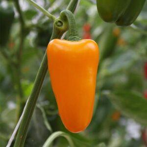 Harilik paprika seemned (Capsicum annuum) De Bolster Radja - Esmaklassilised maheseemned Hollandist