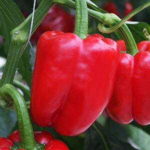 Harilik paprika seemned (Capsicum annuum) De Bolster Olly F1 - Esmaklassilised maheseemned Hollandist