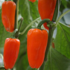 Harilik paprika seemned (Capsicum annuum) De Bolster Flynn - Esmaklassilised maheseemned Hollandist