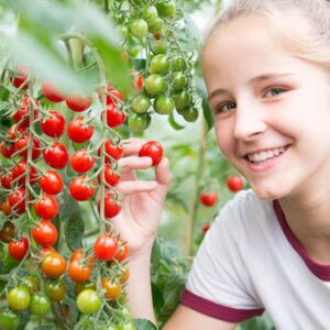 Семена томата Черри Слива (Solanum lycopersicum) De Bolster Bolstar Baloe F1 - органические семена премиум качества из Нидерландов