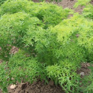 Семена горчицы (Brassica juncea) Golden Frills - премиальные органические семена из Нидерландов