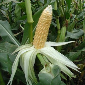 Семена сладкой кукурузы (Zea mays) De Bolster Golden Bantam - премиальные органические семена из Нидерландов.