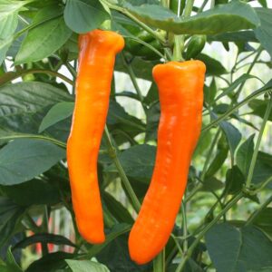 Семена сладкого перца (Capsicum annuum) De Bolster Kyra - органические семена премиум качества из Нидерландов