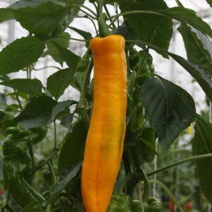 Семена сладкой паприки (Capsicum annuum) De Bolster Zazu - премиальные органические семена из Нидерландов