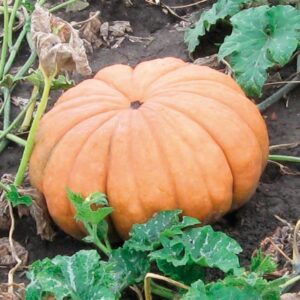 Семена мускадина (Cucurbita moschata) De Bolster Muscat de Provence - премиальные органические семена из Нидерландов