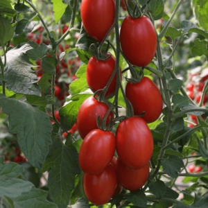 Ploomtomat seemned (Solanum lycopersicum) De Bolster Bolstar Sensatica F1 - Esmaklassilised maheseemned Hollandist