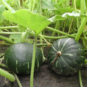 Семена кабачка (Cucurbita maxima) De Bolster Groene Hokkaido - премиальные органические семена из Нидерландов