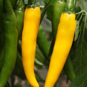 Семена острого перца (Capsicum annuum) De Bolster Koh Tao - премиальные органические семена из Нидерландов