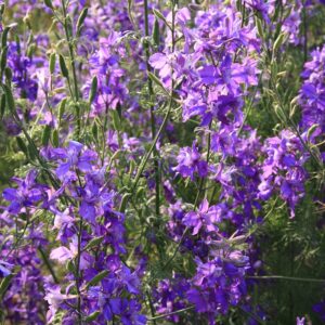 Семена шалфея (Salvia viridis) De Bolster Annual Clary Sage Purple - премиальные органические семена из Нидерландов