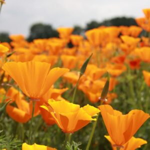 Семена мака калифорнийского (Eschscholzia californica) De Bolster - премиальные семена суккулентов из Голландии