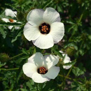 Flower-of-an-hour seemned (Hibiscus trionum) De Bolster Flower-of-an-hour - Esmaklassilised maheseemned Hollandist