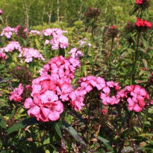 Habenelk seemned (Dianthus barbatus) De Bolster Sweet William - Esmaklassilised maheseemned Hollandist