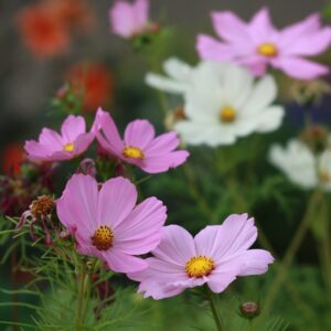 Космос двулистный (Cosmos bipinnatus) De Bolster Garden Cosmos - премиальные органические семена из Нидерландов