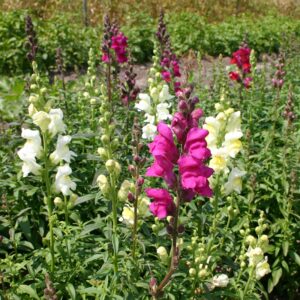 Harilik lõvilõug seemned (Antirrhinum majus) De Bolster Snapdragon - Esmaklassilised maheseemned Hollandist