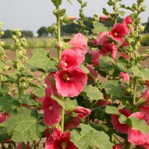 Alcea rosea (Альцеа розеа) De Bolster Hollyhock Mixed - премиальные органические семена из Нидерландов.