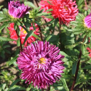 Семена астры китайской (Callistephus chinensis) De Bolster China Aster двуцветковая - премиальные органические семена из Нидерландов