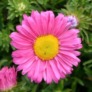 Hiina asteri seemned (Callistephus chinensis) De Bolster China Aster single-flowered - Esmaklassilised maheseemned Hollandist