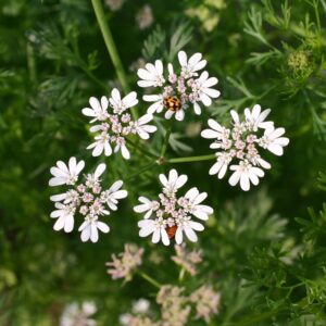 Семена кориандра (Coriandrum sativum) De Bolster Coriander - премиальные органические семена из Нидерландов