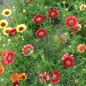 Krüsanteemi seemned (Chrysanthemum carinatum) De Bolster Flame Shades - Esmaklassilised maheseemned Hollandist