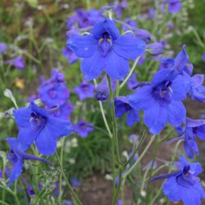 Kukekannuse seemned (Delphinium grandiflorum) De Bolster Siberian Larkspur - Esmaklassilised maheseemned Hollandist