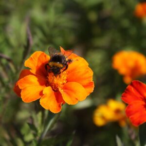 Семена низкорослых чикве (Tagetes patula) De Bolster French Marigold Wild - премиальные органические семена из Нидерландов