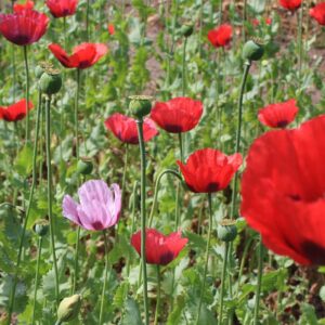 Семена мака (Papaver somniferum) De Bolster Opium Poppy Red - премиальные органические семена из Нидерландов.