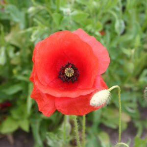 Mooni seemned (Papaver rhoeas) De Bolster Common Poppy - Esmaklassilised maheseemned Hollandist