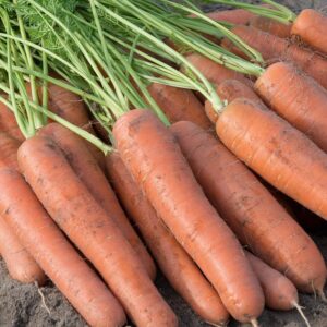 Семена моркови (Daucus carota sativus) De Bolster Napoli F1 - органические семена высшего качества из Нидерландов