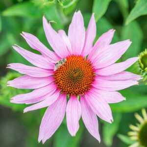 Punane siilkübar seemned (Echinacea purpurea) De Bolster Purple Coneflower - Esmaklassilised maheseemned Hollandist