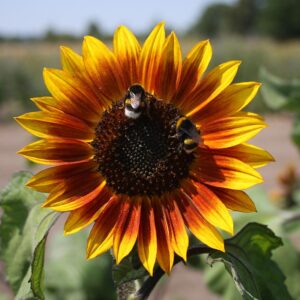 Päevalille seemned (Helianthus annuus) De Bolster Sunflower Medium Red - Esmaklassilised maheseemned Hollandist