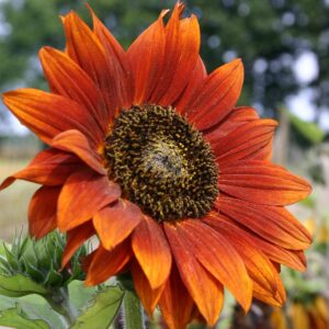 Семена подсолнечника (Helianthus annuus) De Bolster Velvet Queen - премиальные органические семена из Нидерландов