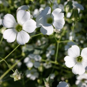 Põld-lehmalill seemned (Vaccaria hispanica) De Bolster Cow Herb White - Esmaklassilised maheseemned Hollandist