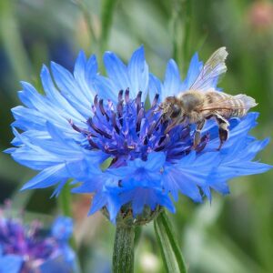 Rukkilille seemned (Centaurea cyanus) De Bolster Cornflower - Esmaklassilised maheseemned Hollandist