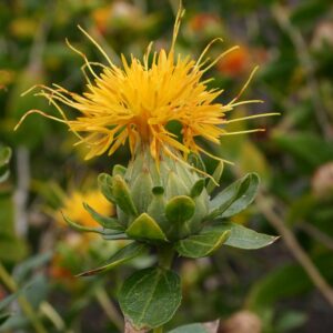 Safloori seemned (Carthamus tinctorius) De Bolster Safflower - Esmaklassilised maheseemned Hollandist