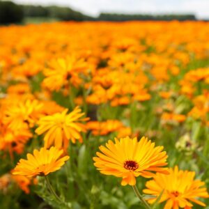 Семена Saialilla (Calendula officinalis) De Bolster Pot Marigold - премиальные органические семена из Нидерландов