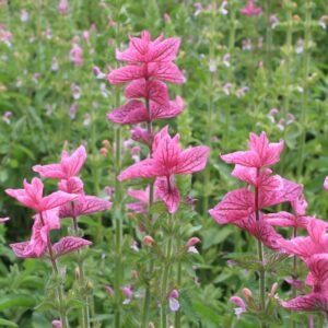 Семена шалфея (Salvia viridis) De Bolster Annual Clary Sage Pink - премиальные органические семена из Нидерландов