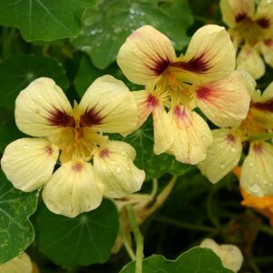 Семена большого навозника (Tropaeolum majus) De Bolster Garden Nasturtium Non-trailing - премиальные органические семена из Нидерландов