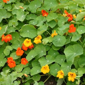 Семена цветка Большой Мунгал (Tropaeolum majus) De Bolster Garden Nasturtium Trailing - премиальные органические семена из Нидерландов