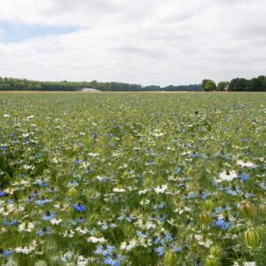 Семена турецкой черной смородины (Nigella damascena) от De Bolster Love-in-a-mist - премиальные органические семена из Нидерландов