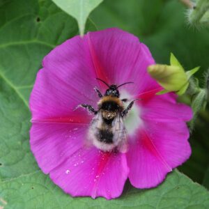 Семена гороха кровавого (Ipomoea purpurea) De Bolster Common Morning-Glory - премиальные органические семена из Нидерландов